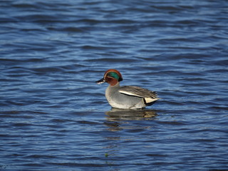 male teal (Anas crecca)