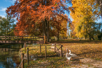 Portrait of two geese in the autumnal park of umbria region