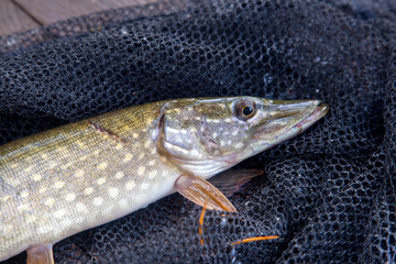 Freshwater pike and fishing equipment lies on vintage wooden background. Composition on wooden...