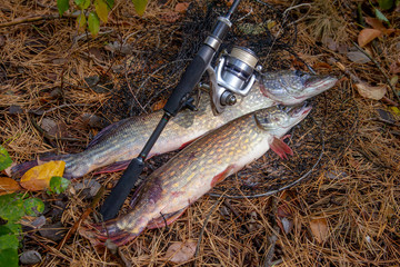 Freshwater pike fish. Two Freshwater pikes fish lies on keep net and fishing rod with reel..