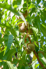 Small peaches on a tree branch on sunny summer day.
