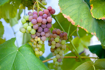 Bunch of grapes with pink and green berries in the garden.