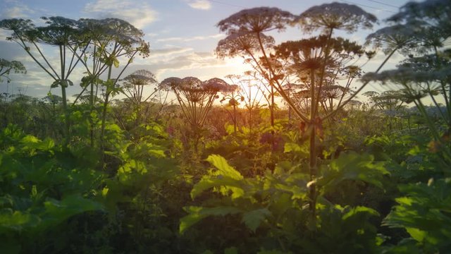 Low Angle Perspective of Hogweed in a Meadow