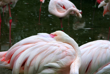 Portrait of the Greater Flamingo