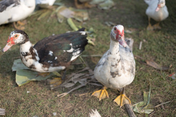 small duck livcestock in agriculture farm