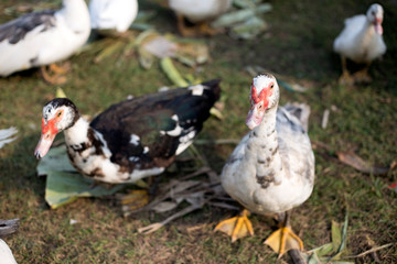 Naklejka na ściany i meble small duck livcestock in agriculture farm
