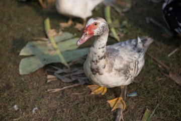 small duck livcestock in agriculture farm