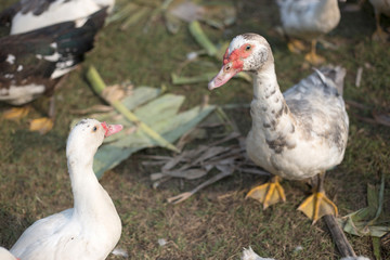 small duck livcestock in agriculture farm