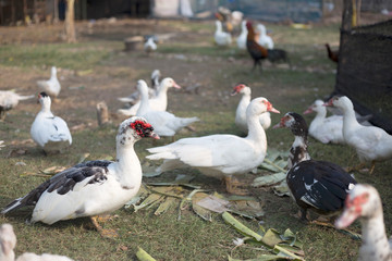 small duck livcestock in agriculture farm