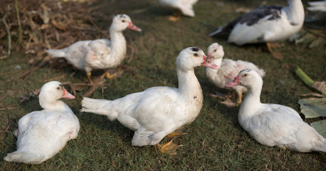 small duck livcestock in agriculture farm