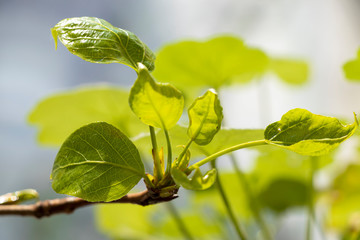 Young green spring leaves on a blurry bright background. Spring background