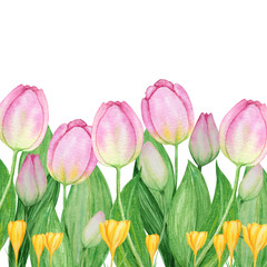 Pink yellow tulip crocus hand drawn watercolor illustration. Floral frame on white background with copy space. Beautiful spring flower. Make your greeting card, invitation, poster, banner design
