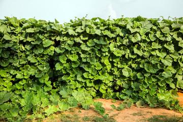 green ivy wall in agriculture ecology field