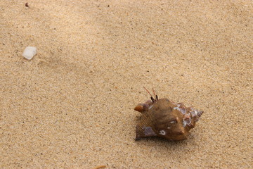 shellfish on the beach