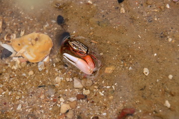 crab on the beach