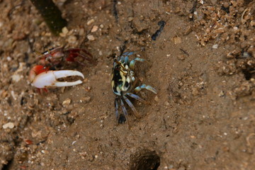 crab on the beach