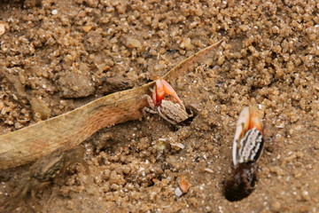 crab on the beach
