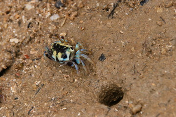crab on the beach