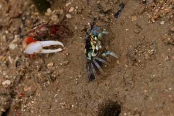crab on the beach