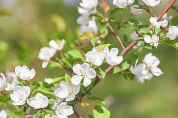 Closeup of a flowering branch of a plum tree covered with white flowers and green foliage.