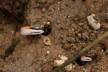 crab on the beach
