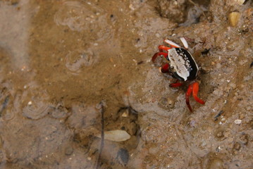 crab on the beach