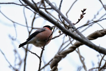 eurasian bullfinch in forest