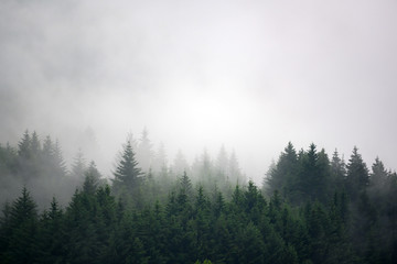 The pine forest in the valley in the morning is very foggy, the atmosphere looks scary. Dark tone and vintage image.