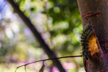 autumn leaves on tree oruga