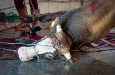 Slaughter house with appliance and slaughtering animal.