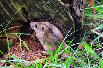Brandmaus (Apodemus agrarius)	