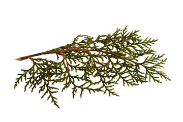 thuja isolated on white background