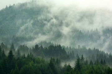 The pine forest in the valley in the foggy morning Fresh atmosphere of green.