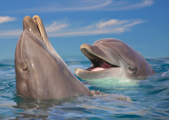  Große Tümmler (Tursiops truncatus) zwei Delfine, Kopf aus dem Wasser  © Aggi Schmid
