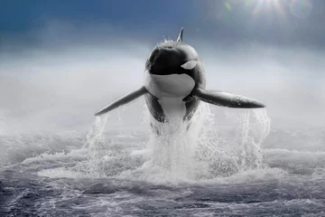 Fototapete Orca Schwertwal (Orcinus orca) Killerwal im Sprung, frontal im Nebel