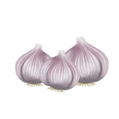 garlic isolated on white background