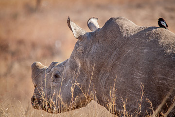 Endangered Rhinocerous