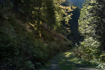 Wald in Kärnten