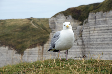 Möwe an der Kreideküste von Etretat