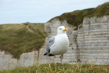 Möwe an der Kreideküste von Etretat