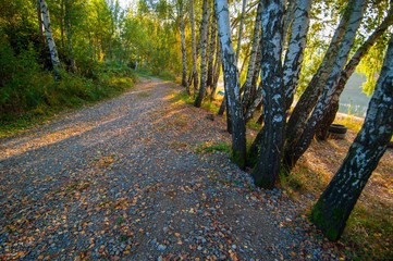 Fototapeta premium forest