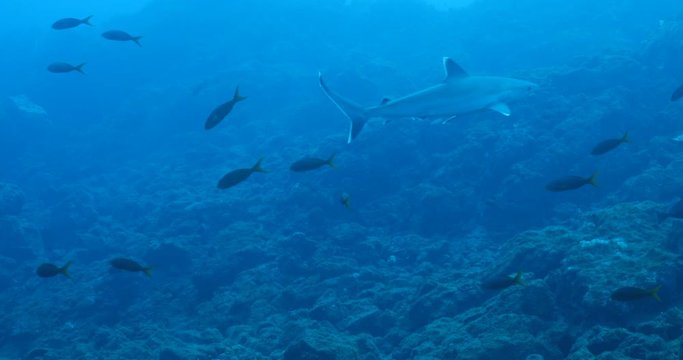 Galapagos and silvertip sharks, Revillagigedo islands, Mexico.