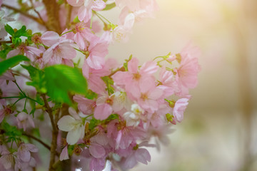 Sakura flower with green background