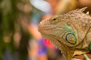 Close up of iguana show eyes and face detail