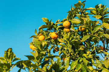 tangerines ripening on the tree with the blue sky in the background