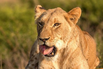 Lions in Africa