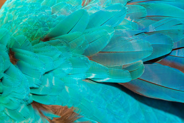 Close up of colorful parrot feather