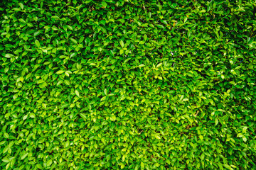 Green Leaves nature background