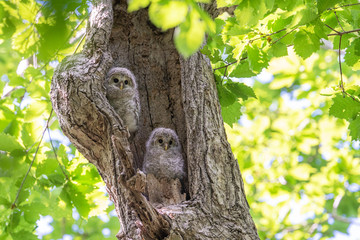 エゾフクロウの子供