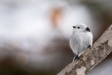 冬のシマエナガ